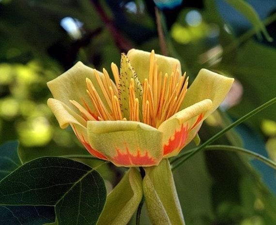 Liriodendron Tulipifera - View 25 from www redcrocus com