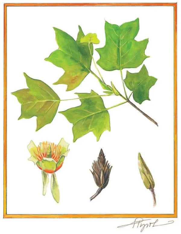 Liriodendron Tulipifera - View 27 from www redcrocus com