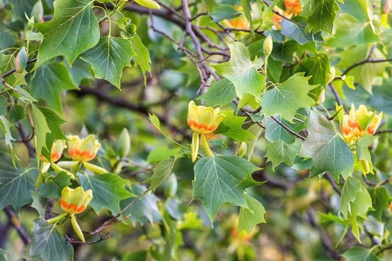Liriodendron Tulipifera - View 28 from www redcrocus com