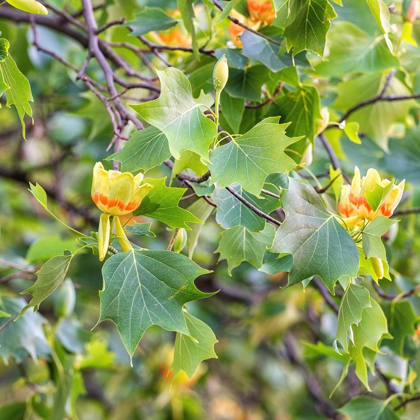 Liriodendron Tulipifera - View 29 from www redcrocus com