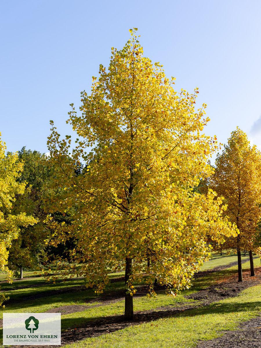 Liriodendron Tulipifera - View 2 from www redcrocus com