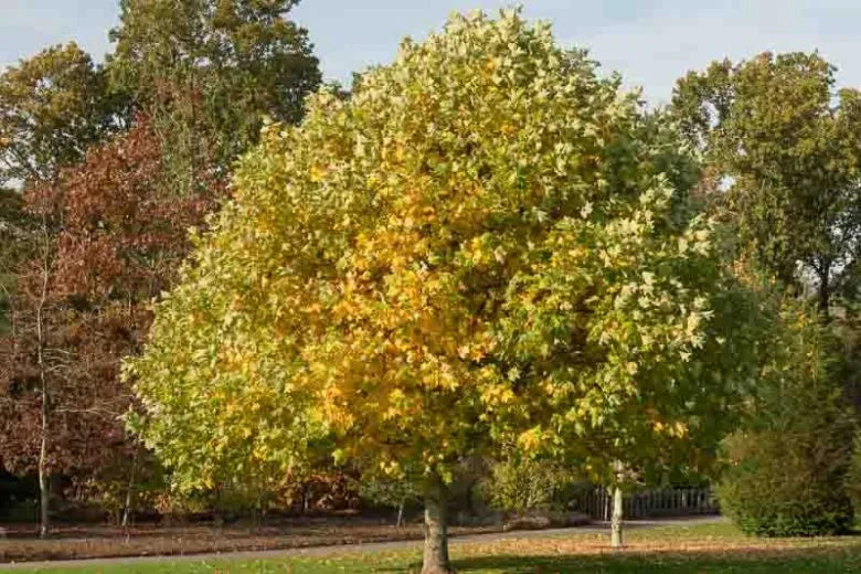 Liriodendron Tulipifera - View 32 from www redcrocus com