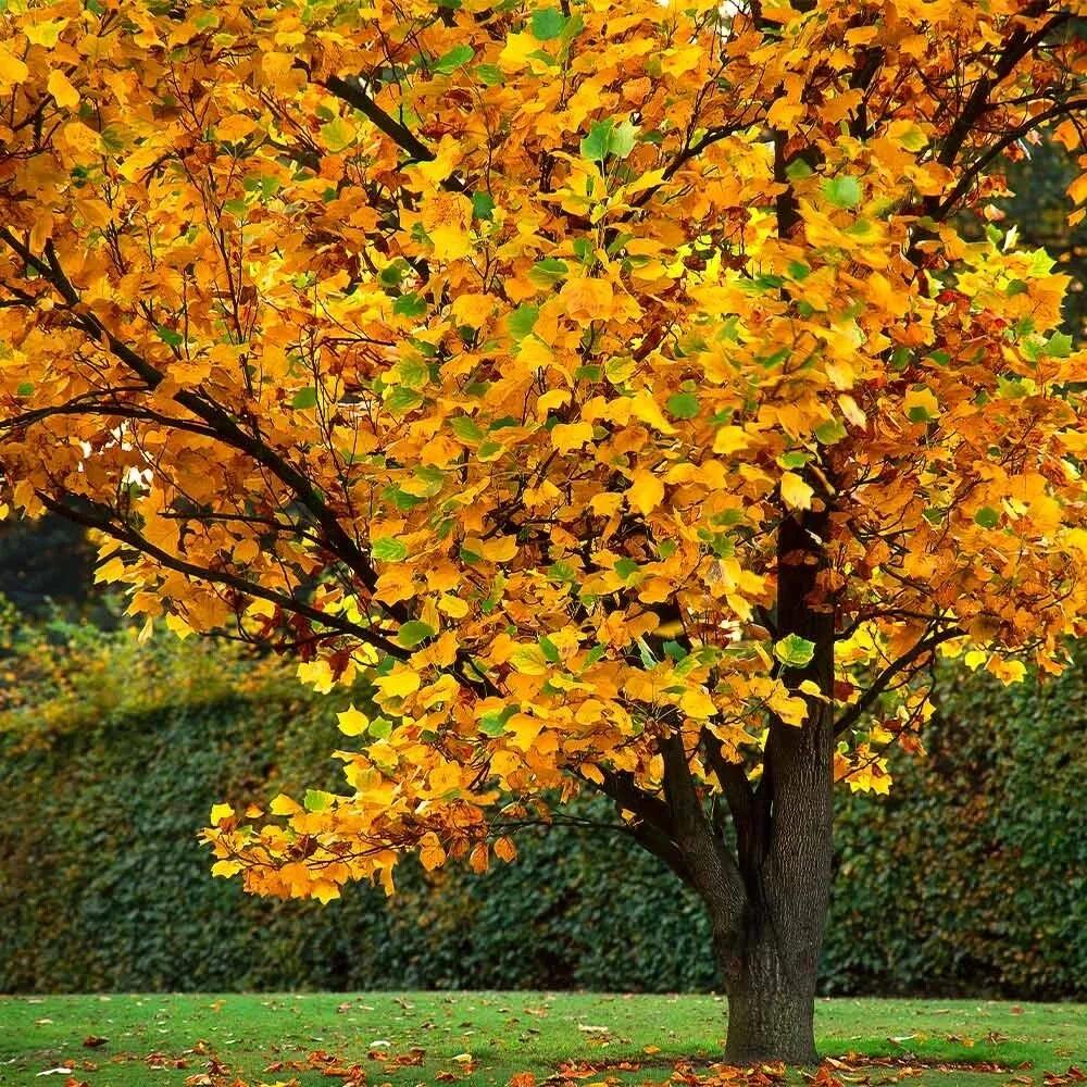 Liriodendron Tulipifera - View 33 from www redcrocus com