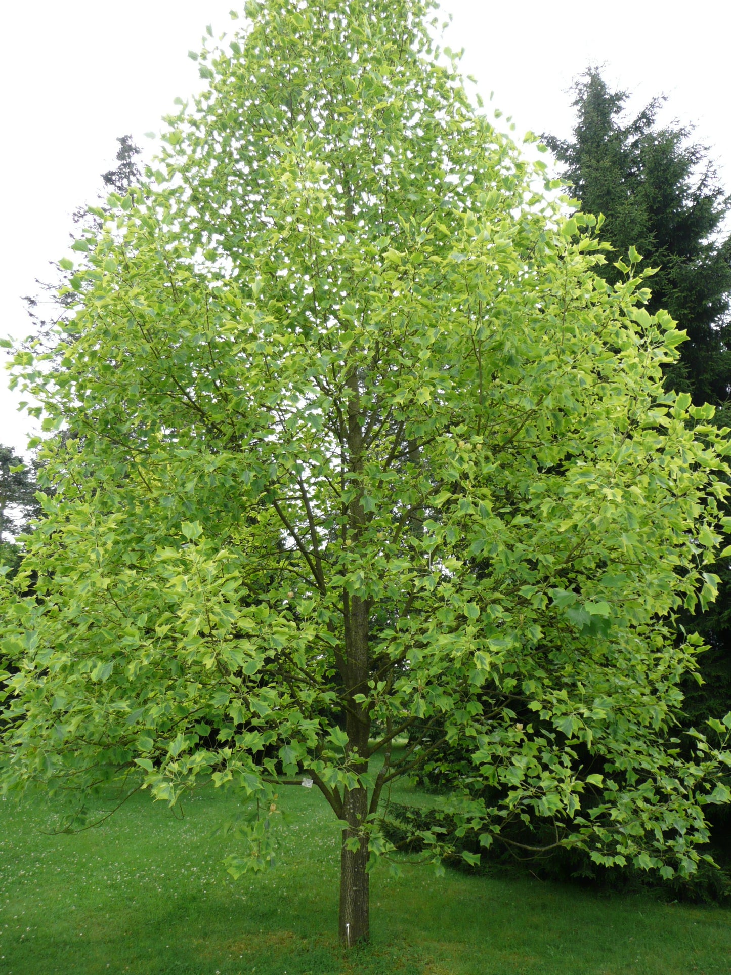Liriodendron Tulipifera - View 35 from www redcrocus com