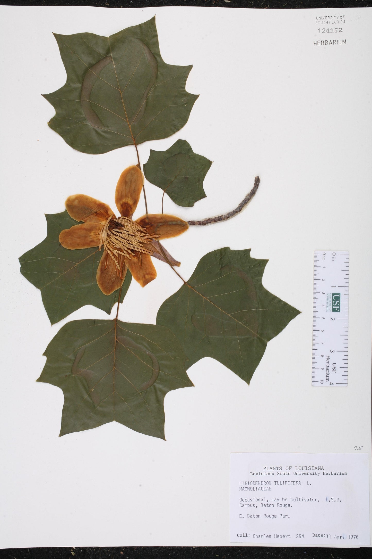 Liriodendron Tulipifera - View 36 from www redcrocus com