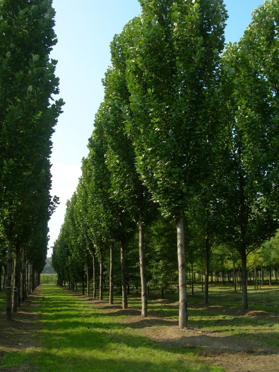 Liriodendron Tulipifera - View 37 from www redcrocus com