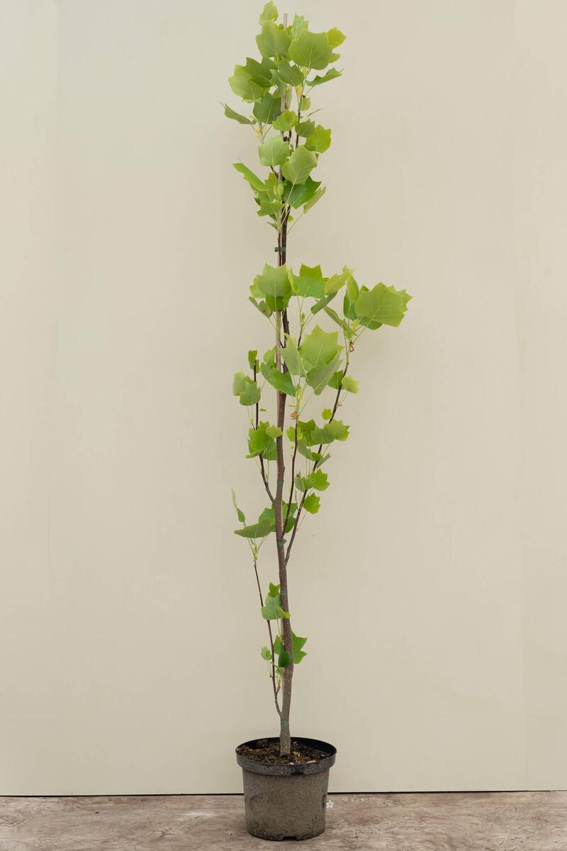 Liriodendron Tulipifera - View 38 from www redcrocus com