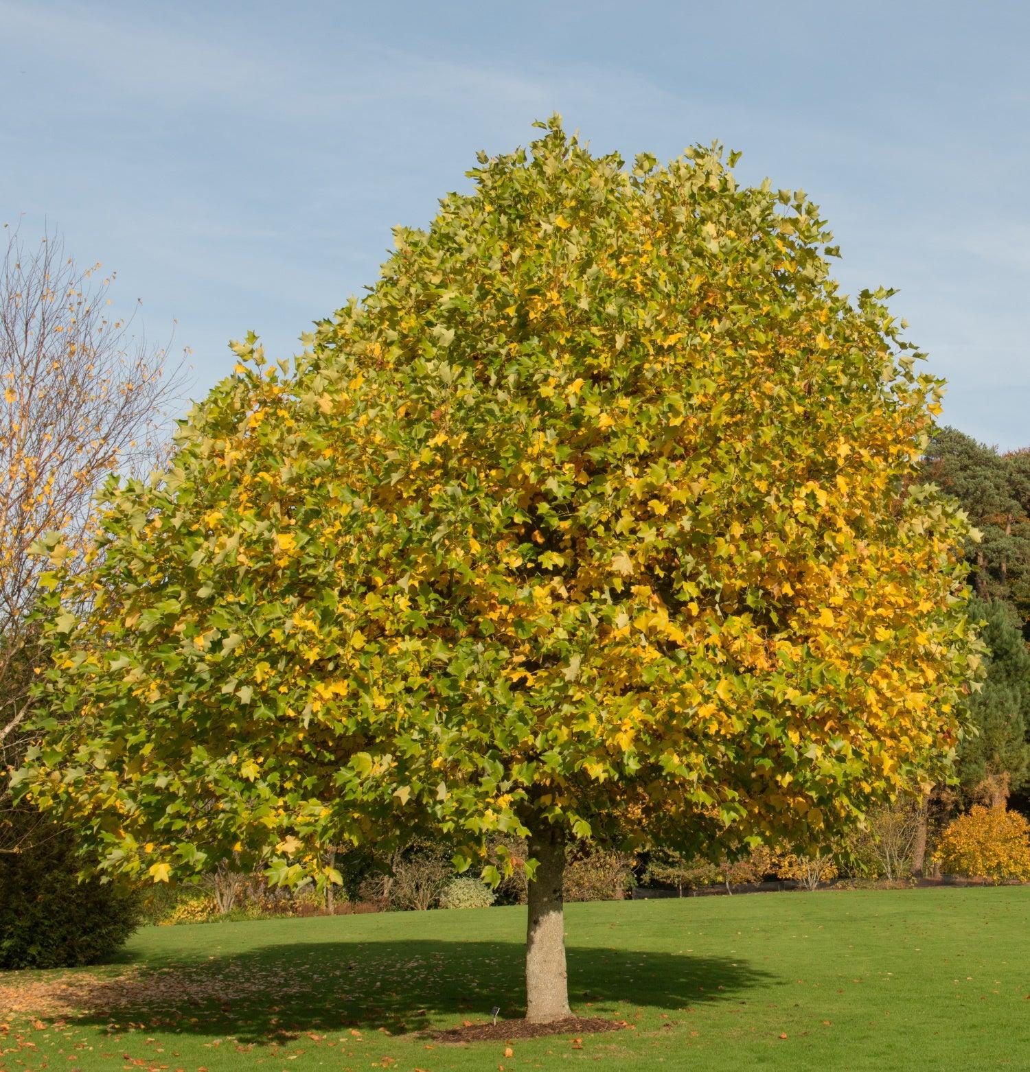 Liriodendron Tulipifera - View 39 from www redcrocus com