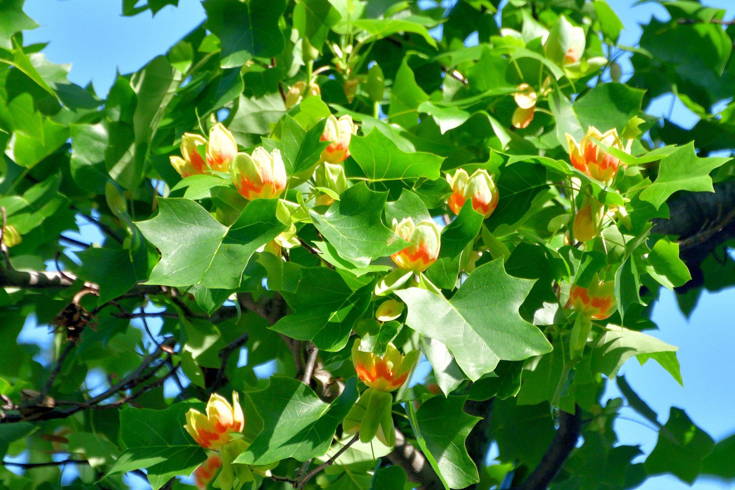 Liriodendron Tulipifera - View 3 from www redcrocus com