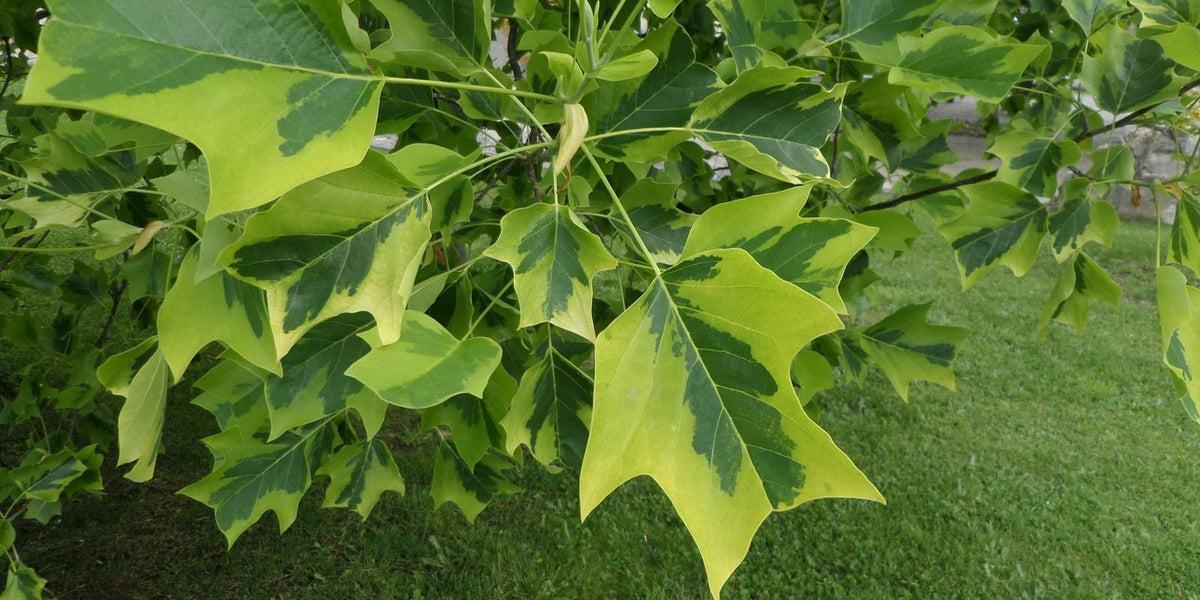 Liriodendron Tulipifera - View 40 from www redcrocus com