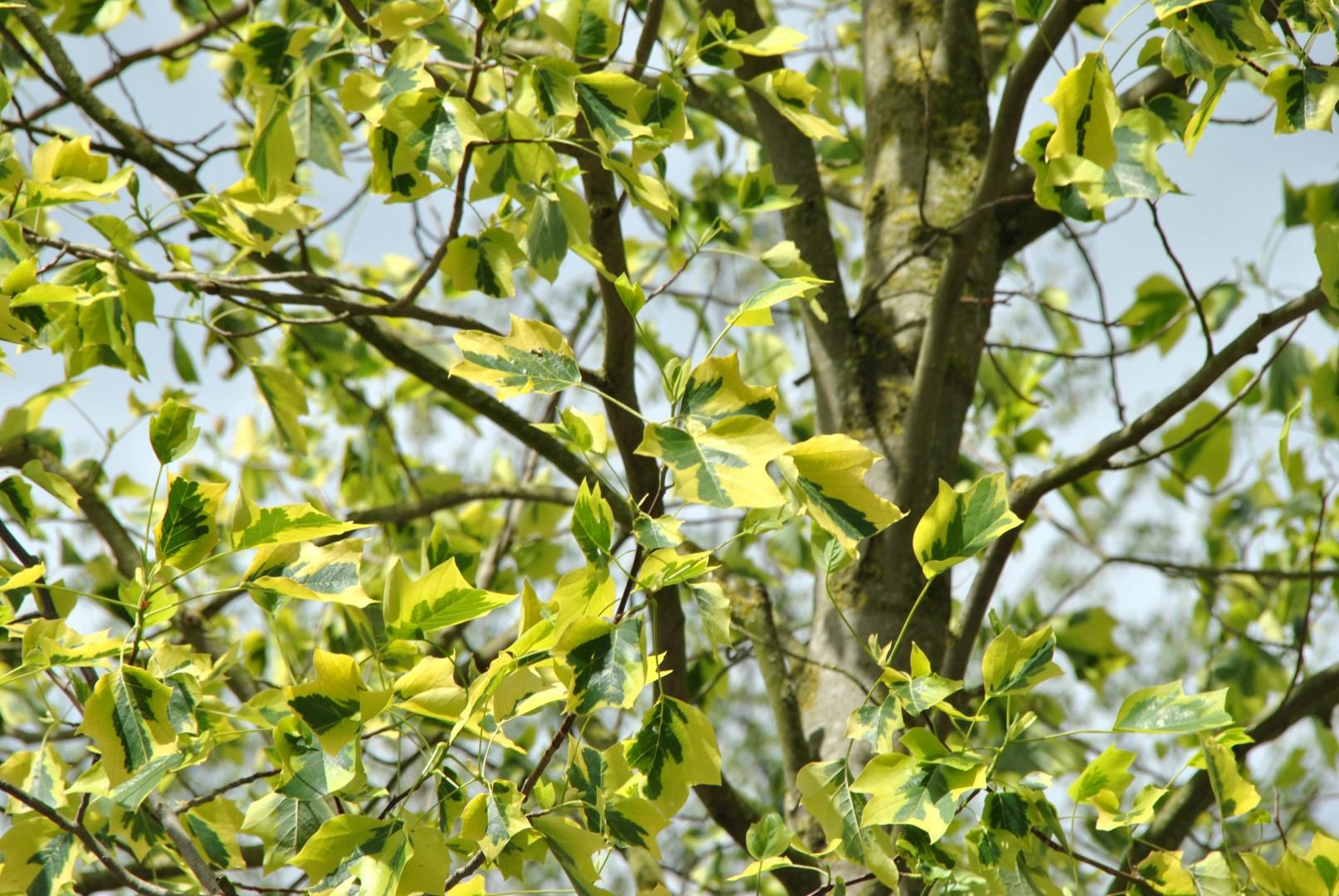Liriodendron Tulipifera - View 5 from www redcrocus com