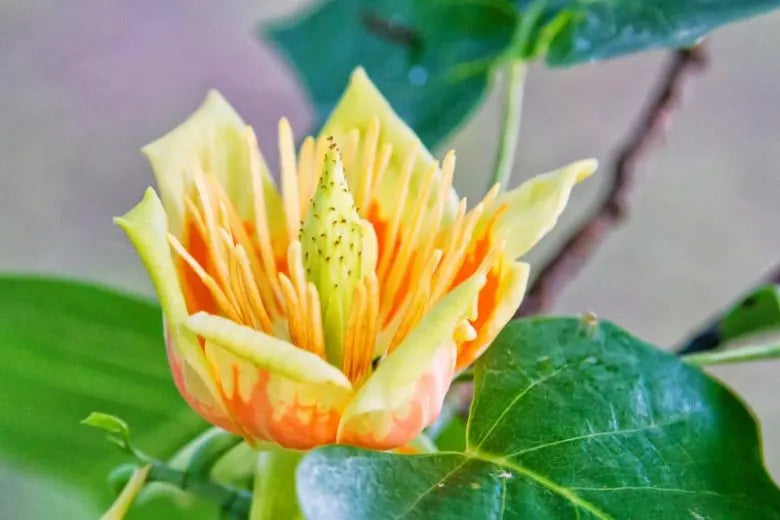 Liriodendron Tulipifera - View 6 from www redcrocus com