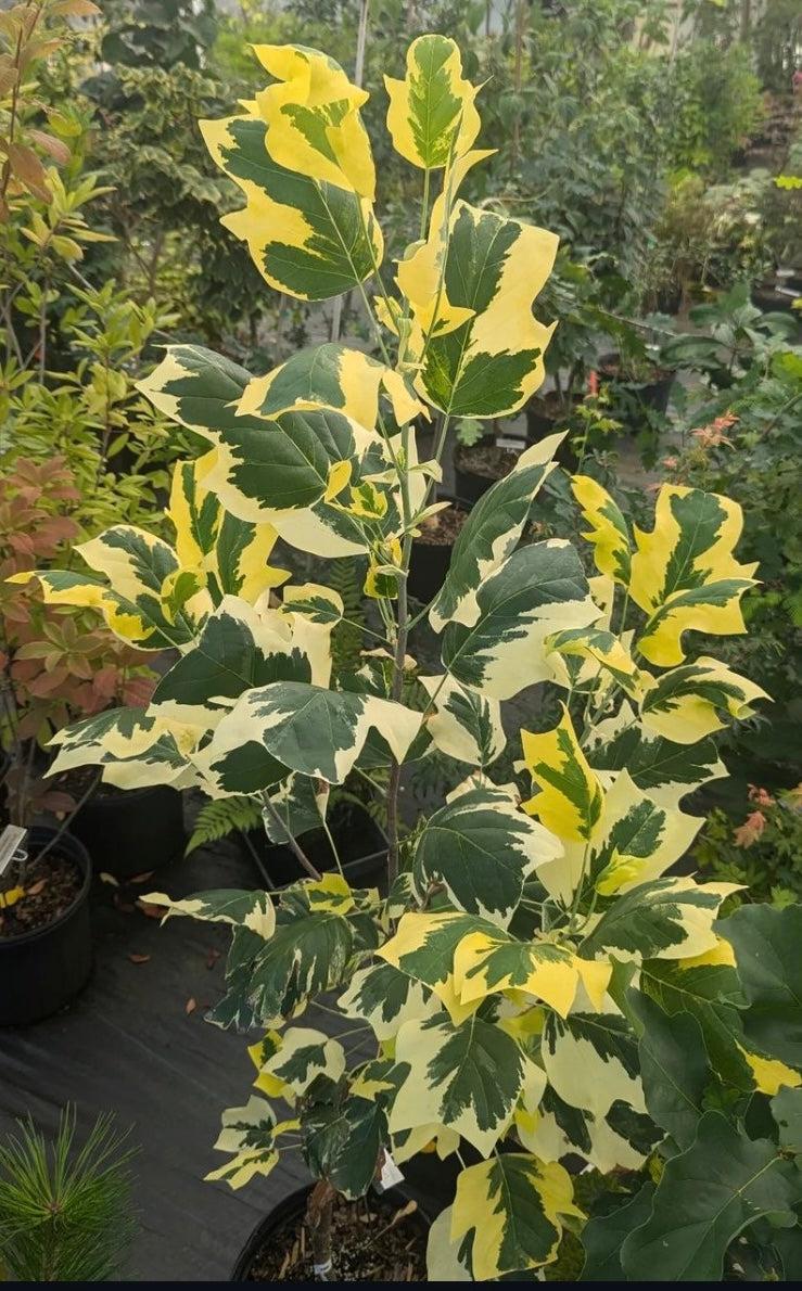 Liriodendron Tulipifera - View 7 from www redcrocus com