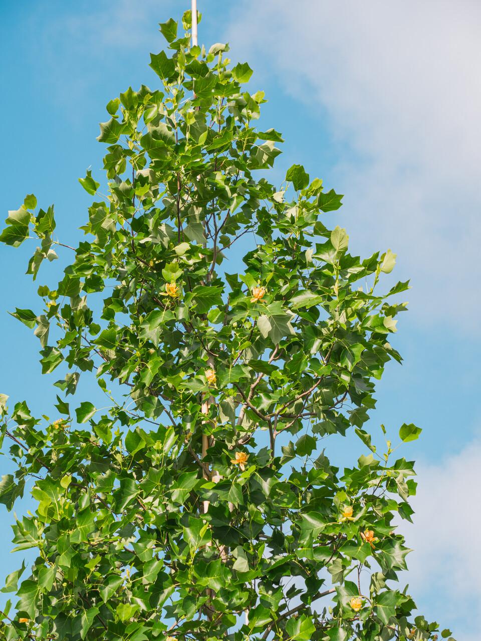 Liriodendron Tulipifera - View 8 from www redcrocus com