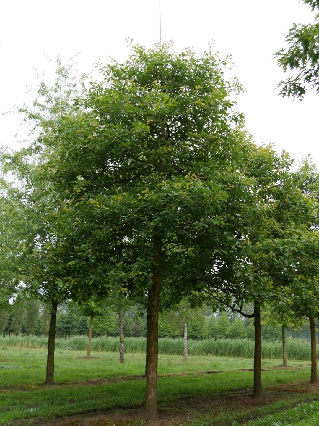 Quercus Bicolor - View 10 from www redcrocus com