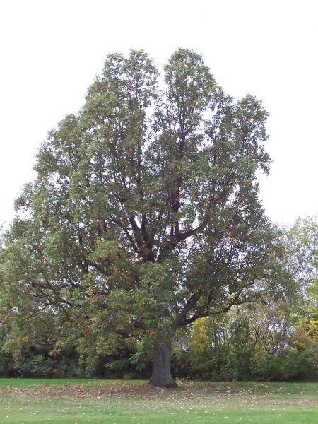 Quercus Bicolor - View 13 from www redcrocus com