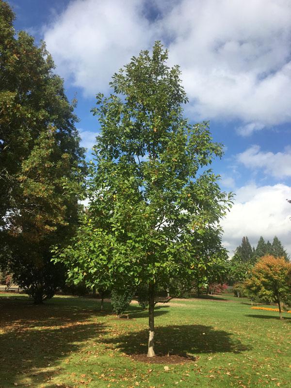 Quercus Bicolor - View 14 from www redcrocus com