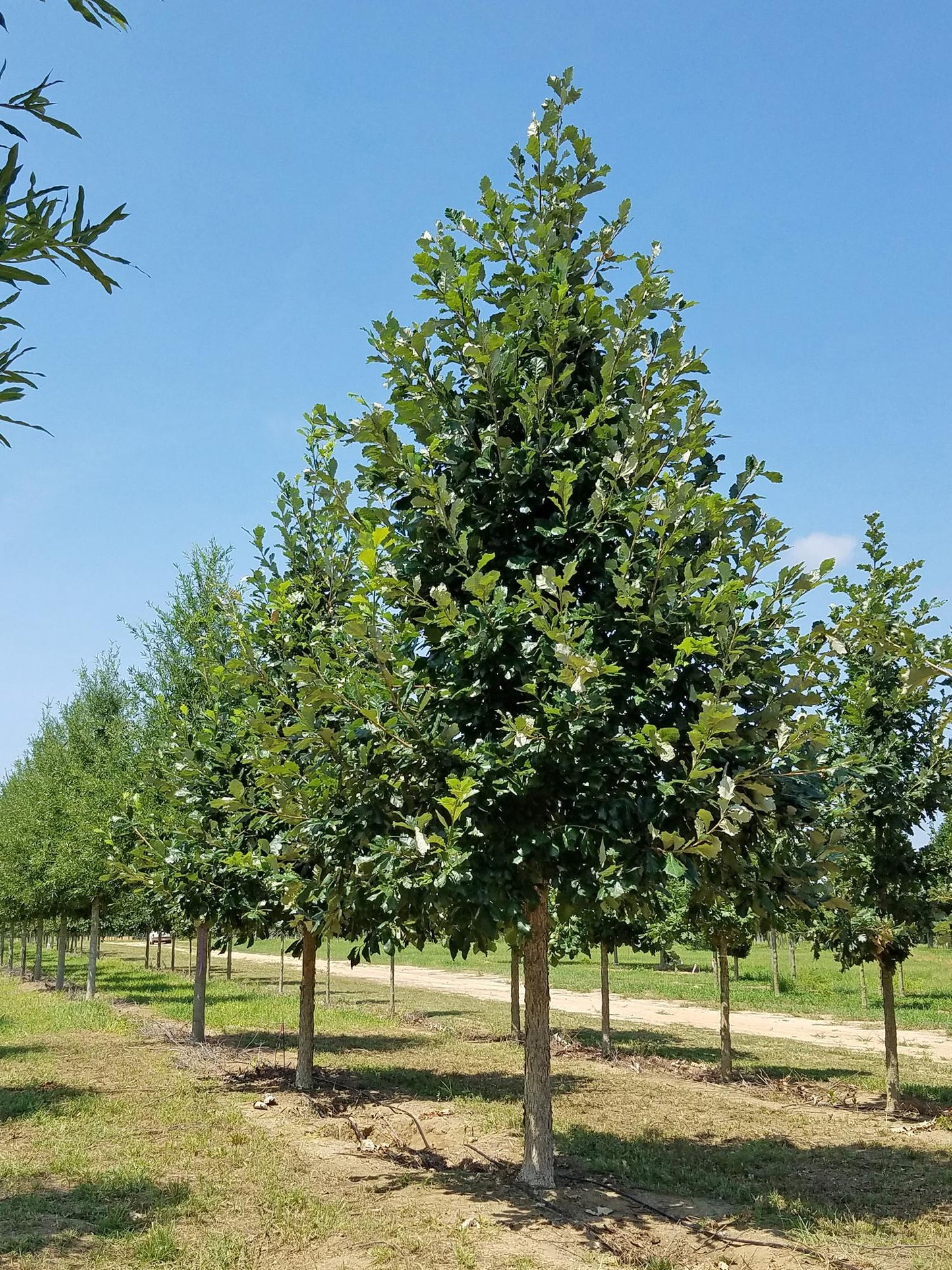 Quercus Bicolor - View 15 from www redcrocus com