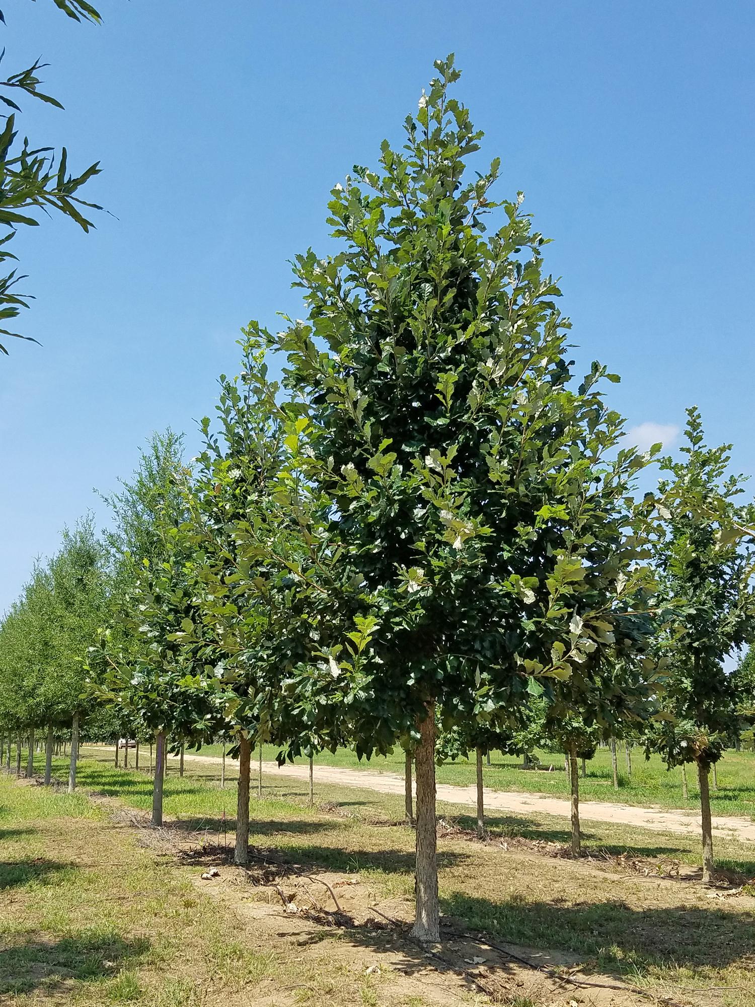 Quercus Bicolor - View 15 from www redcrocus com