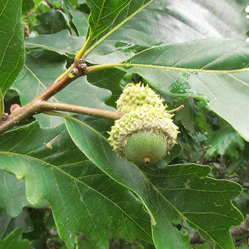 Quercus Bicolor - View 16 from www redcrocus com