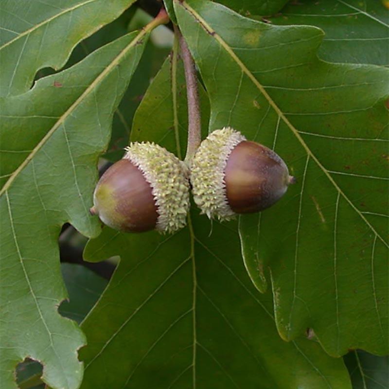 Quercus Bicolor - View 17 from www redcrocus com
