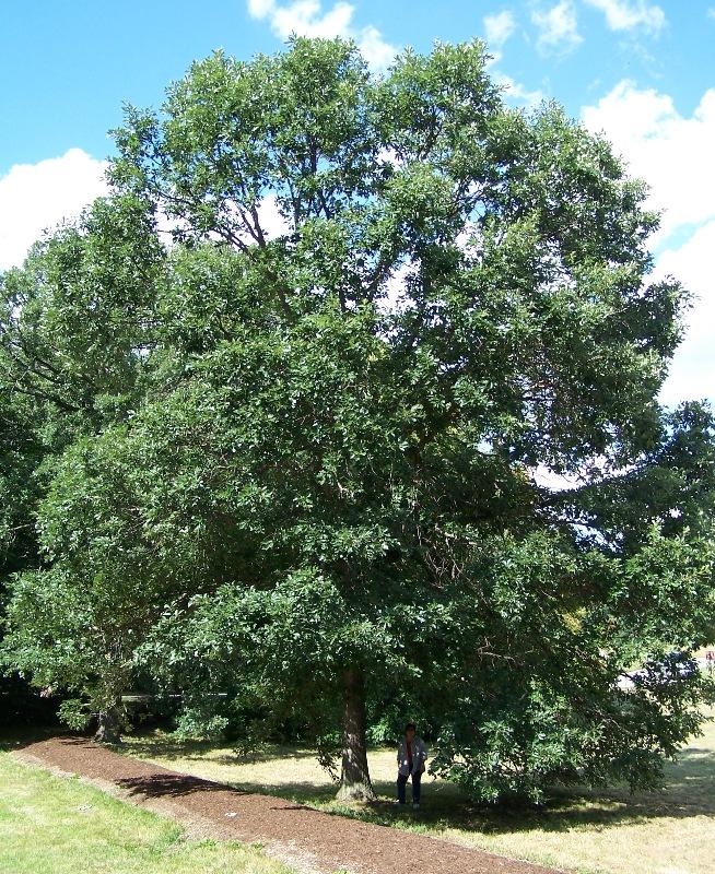 Quercus Bicolor - View 1 from www redcrocus com