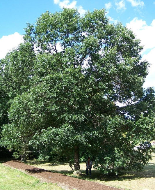 Quercus Bicolor - View 1 from www redcrocus com