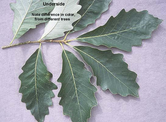 Quercus Bicolor - View 21 from www redcrocus com