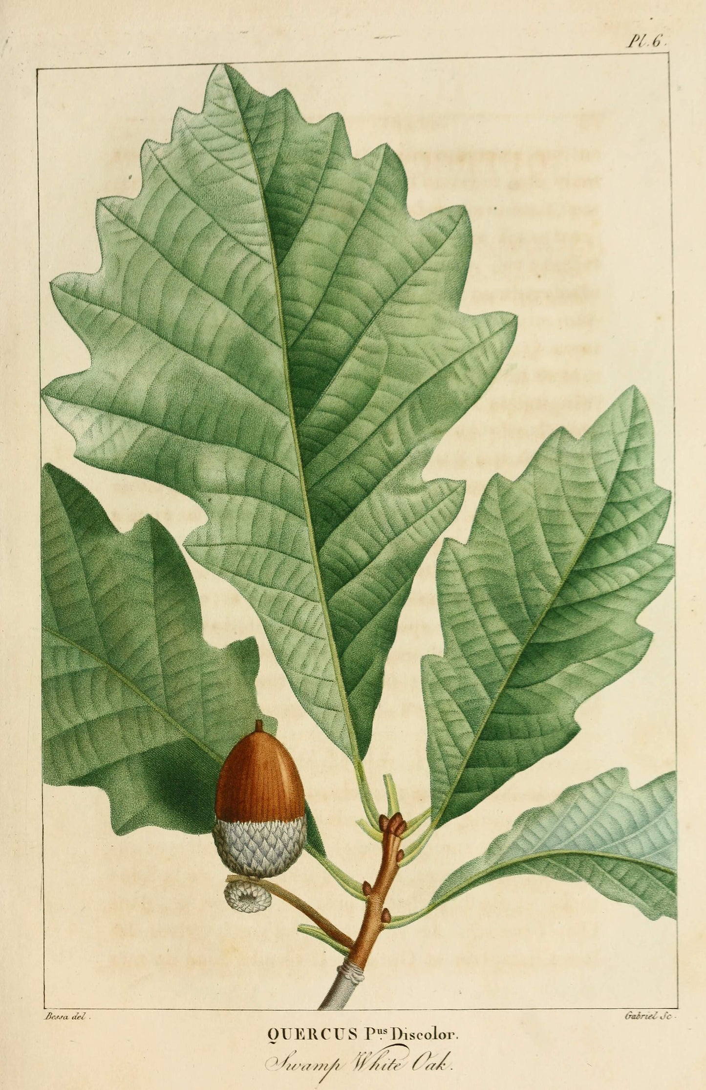 Quercus Bicolor - View 24 from www redcrocus com