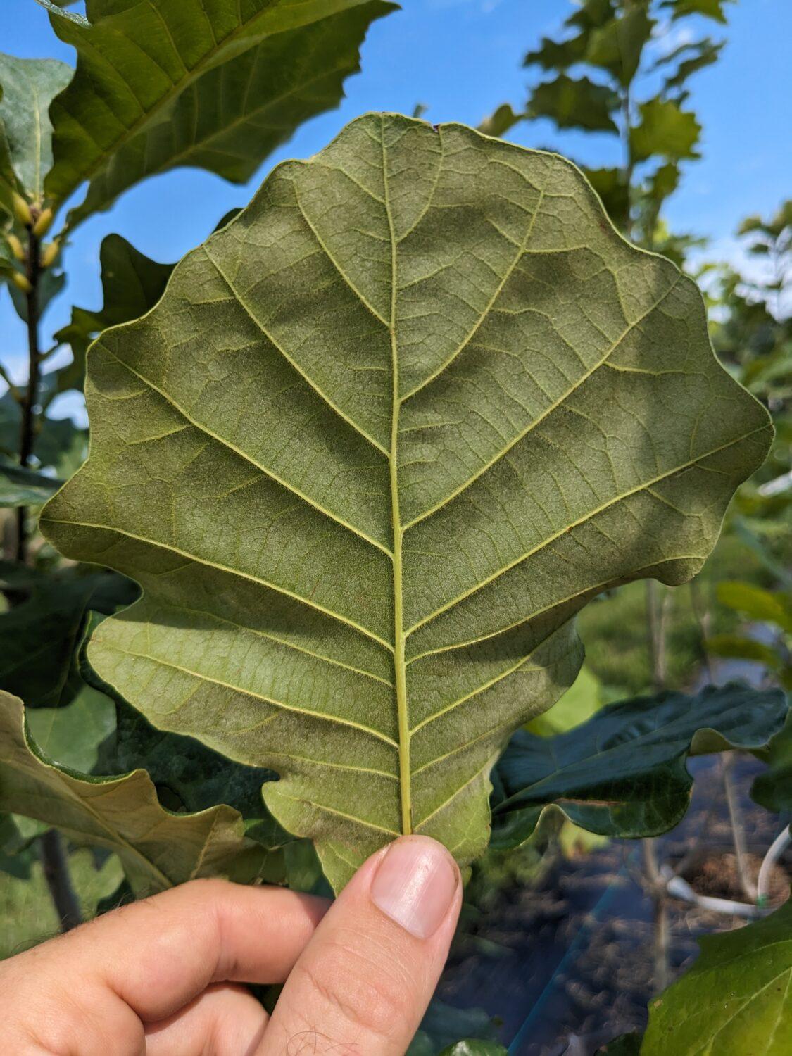 Quercus Bicolor - View 26 from www redcrocus com
