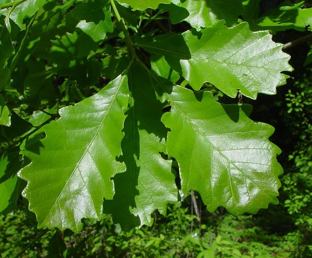 Quercus Bicolor - View 2 from www redcrocus com