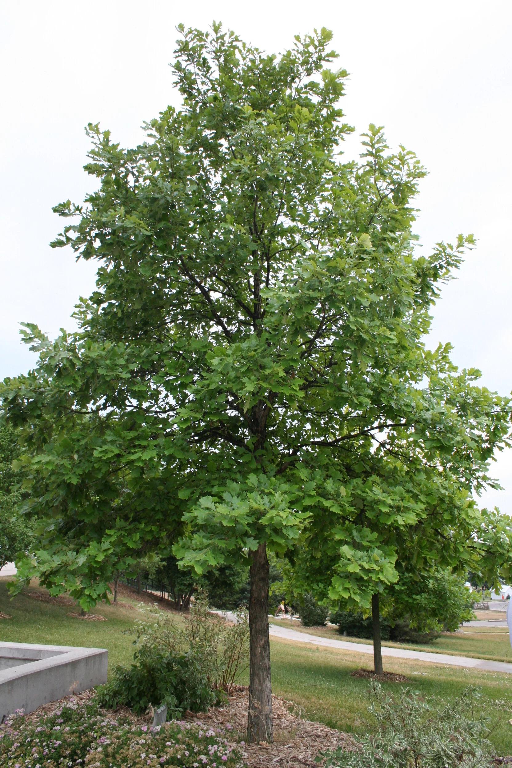 Quercus Bicolor - View 4 from www redcrocus com