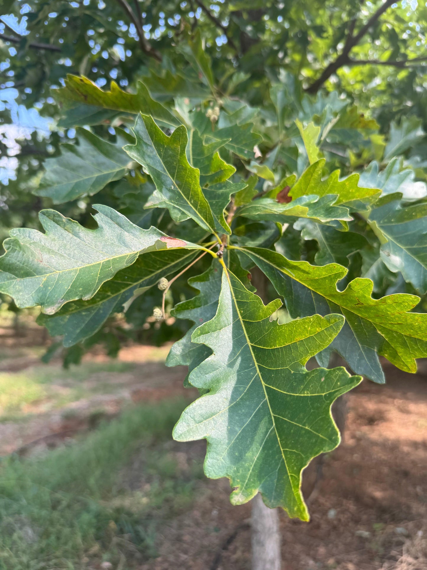 Quercus Bicolor - View 7 from www redcrocus com