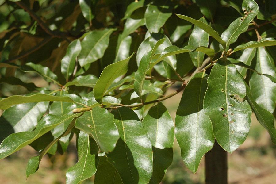Quercus Imbricaria - View 10 from www redcrocus com