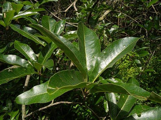 Quercus Imbricaria - View 13 from www redcrocus com