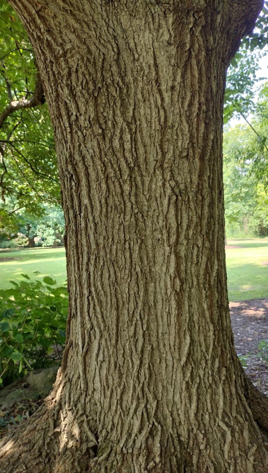 Quercus Imbricaria - View 14 from www redcrocus com