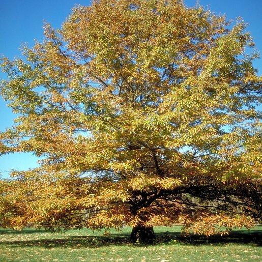 Quercus Imbricaria - View 15 from www redcrocus com