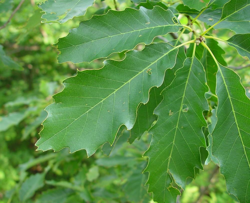 Quercus Imbricaria - View 16 from www redcrocus com