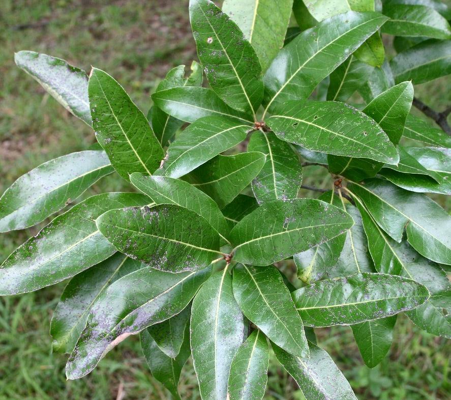 Quercus Imbricaria - View 17 from www redcrocus com