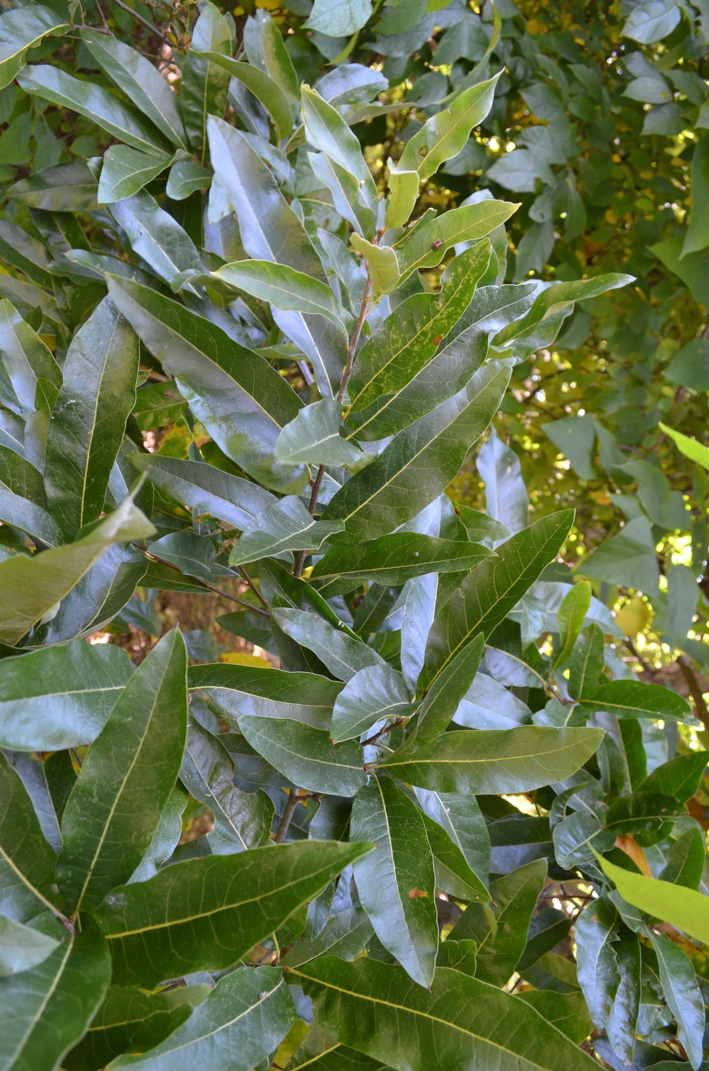 Quercus Imbricaria - View 18 from www redcrocus com