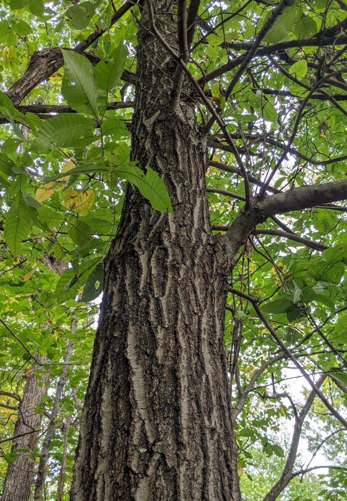 Quercus Imbricaria - View 19 from www redcrocus com