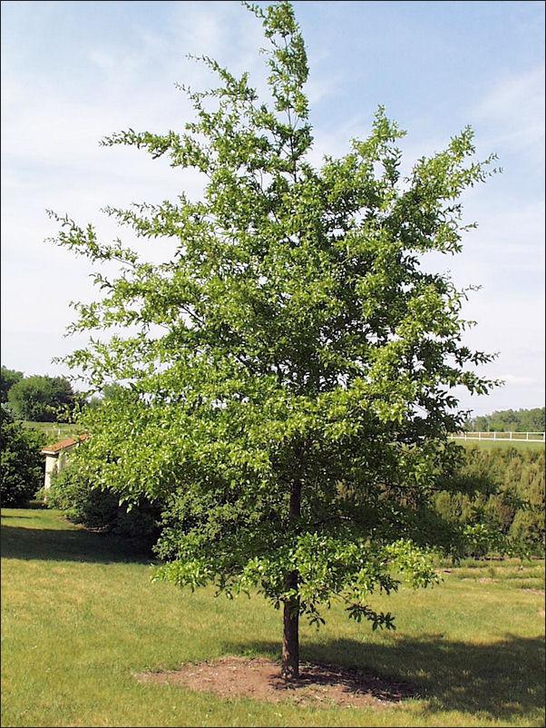 Quercus Imbricaria - View 20 from www redcrocus com
