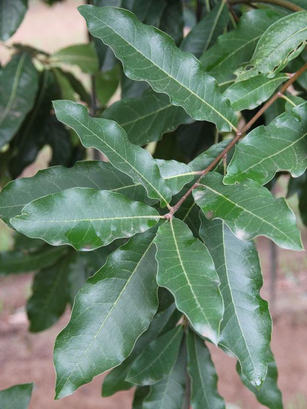 Quercus Imbricaria - View 22 from www redcrocus com