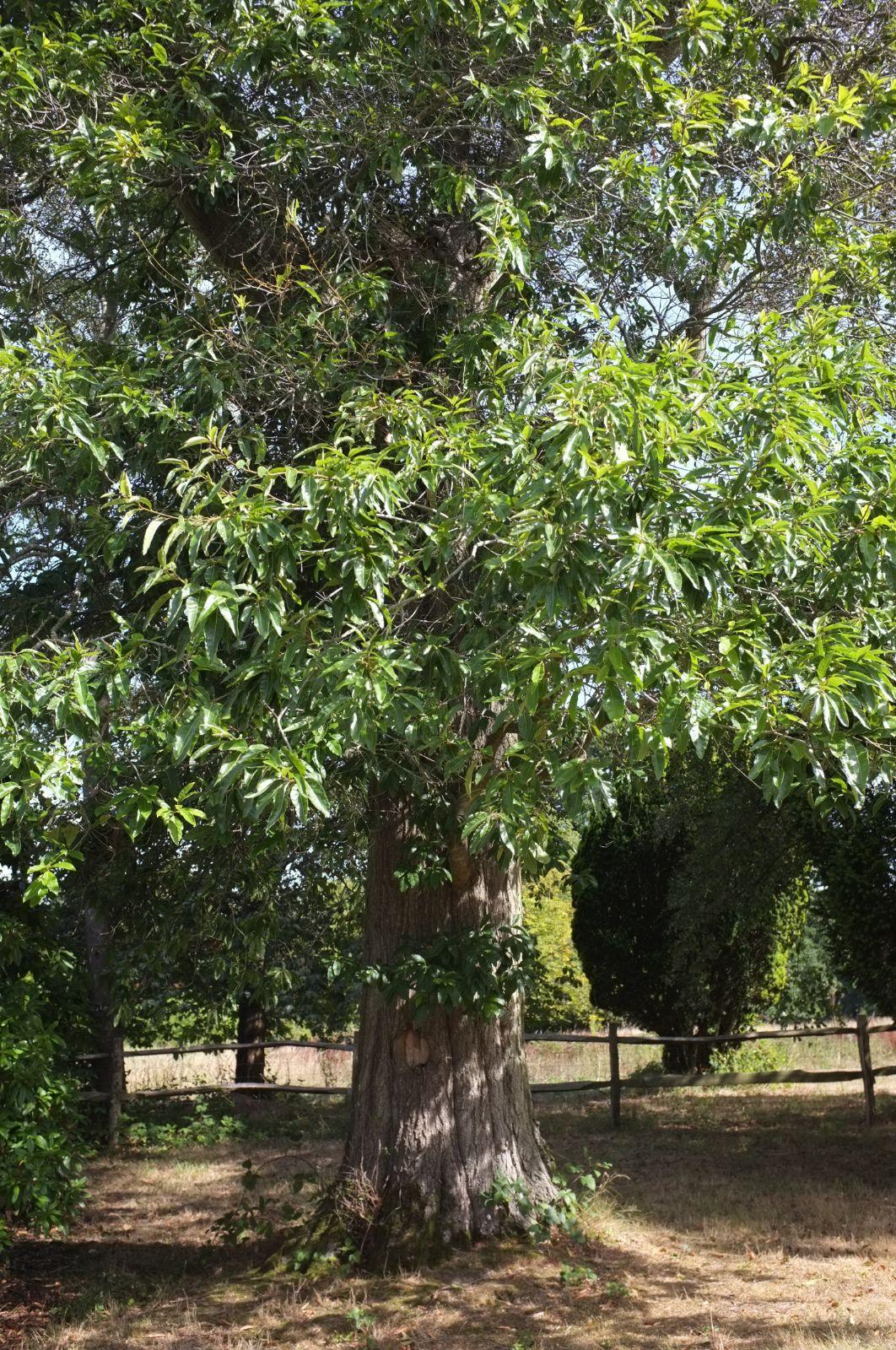 Quercus Imbricaria - View 23 from www redcrocus com
