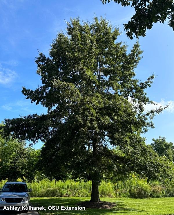 Quercus Imbricaria - View 24 from www redcrocus com