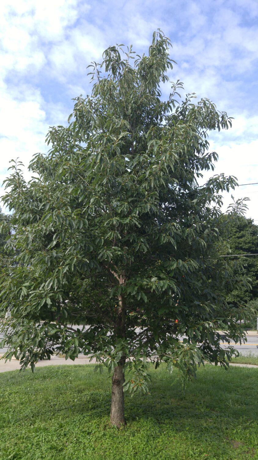 Quercus Imbricaria - View 25 from www redcrocus com