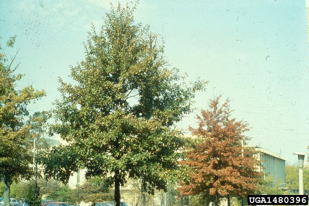 Quercus Imbricaria - View 26 from www redcrocus com