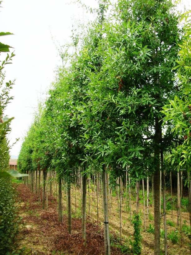 Quercus Imbricaria - View 28 from www redcrocus com