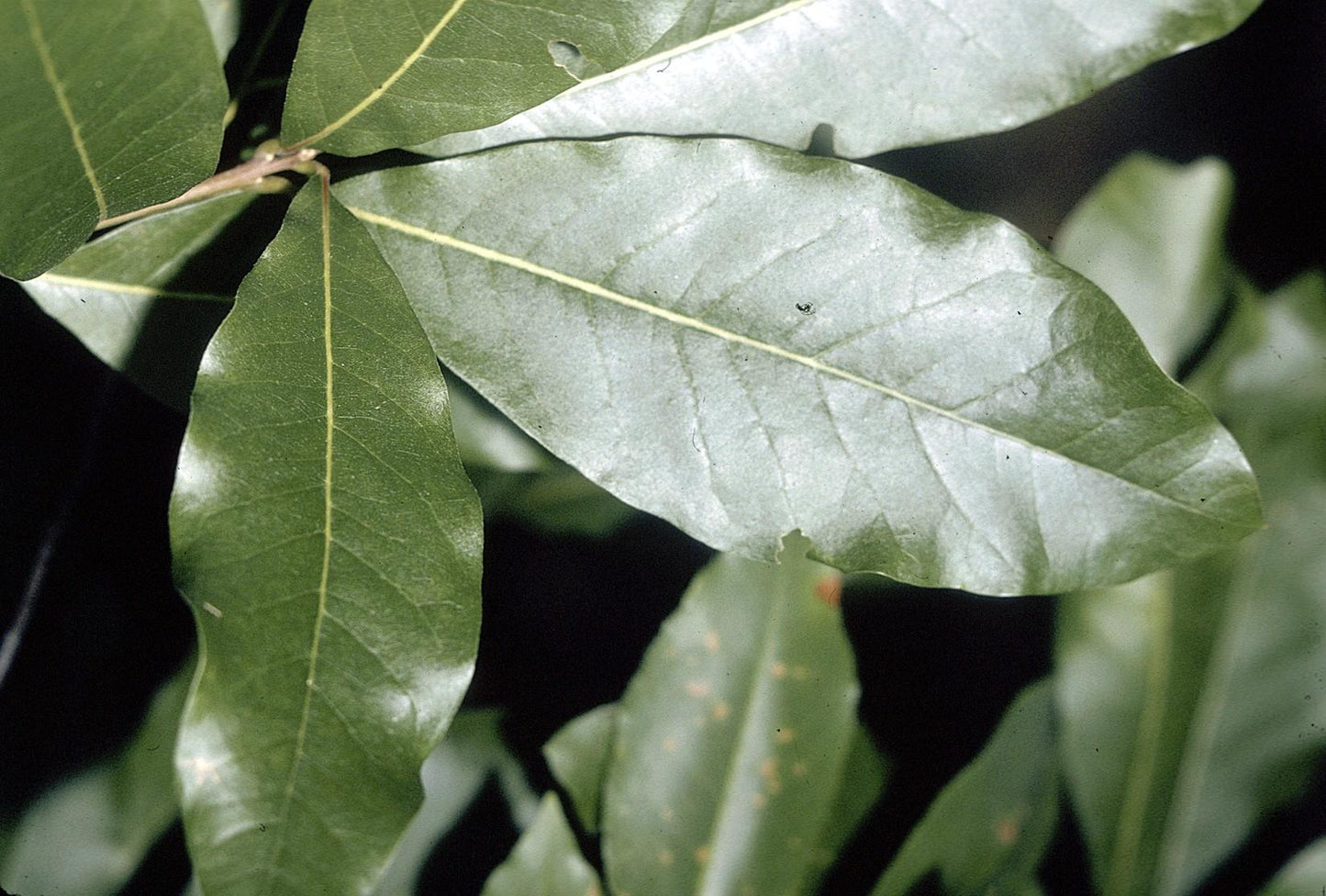 Quercus Imbricaria - View 29 from www redcrocus com