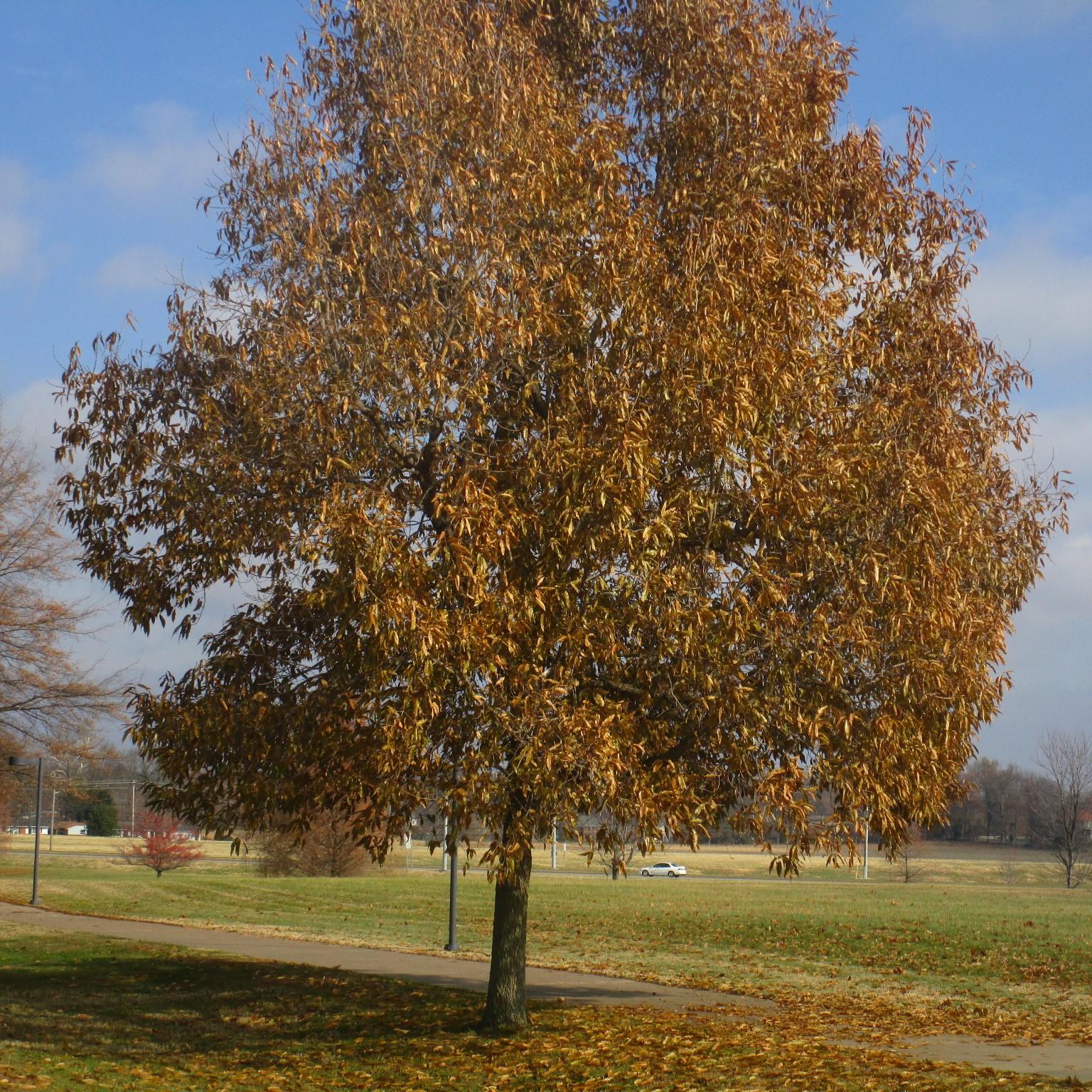 Quercus Imbricaria - View 2 from www redcrocus com